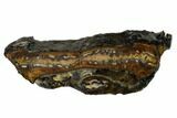 Mammoth Molar Slice With Case - South Carolina #144276-1